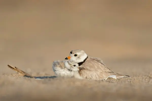 WAP: Image of a baby bird and mama bird